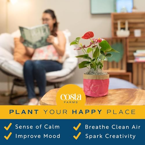 Costa Farms Live Bromeliad Indoor Plant, Red Guzmania Blooming Houseplant in Grow Pot, Tropical Tabletop Decor, Fresh From Farm, 12-Inches Tall - Image 4