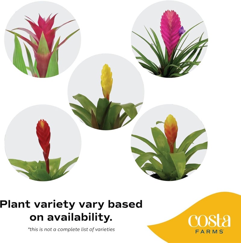 Costa Farms Live Bromeliad Indoor Plant, Red Guzmania Blooming Houseplant in Grow Pot, Tropical Tabletop Decor, Fresh From Farm, 12-Inches Tall - Image 3