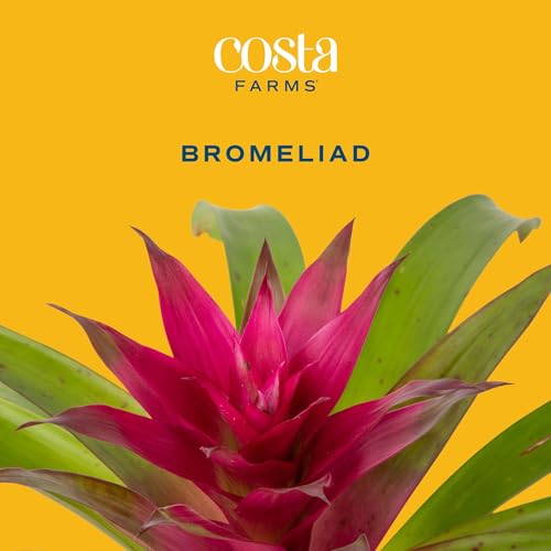 Costa Farms Live Bromeliad Indoor Plant, Red Guzmania Blooming Houseplant in Grow Pot, Tropical Tabletop Decor, Fresh From Farm, 12-Inches Tall - Image 5