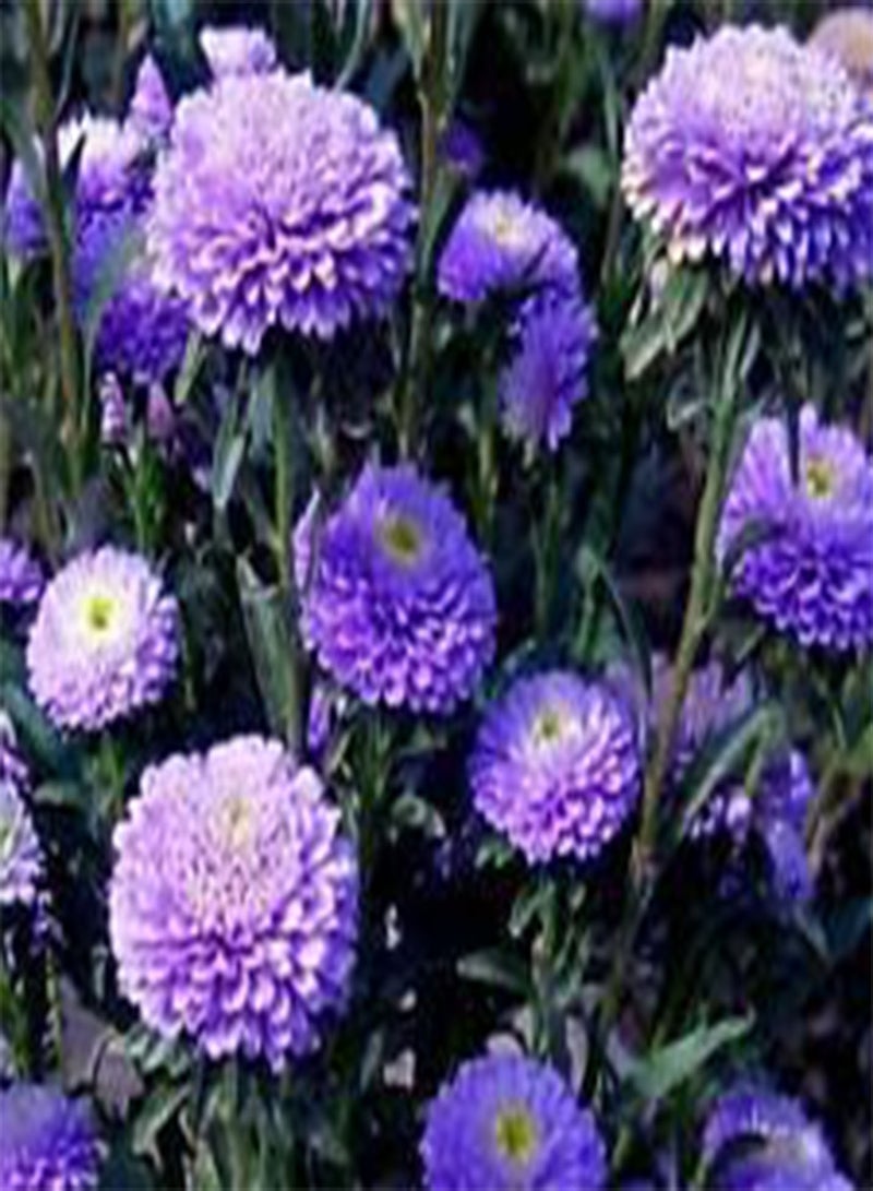 GGOOT Aster Pompon Blue Callistephus Chinensis - 20 (PKD) Seeds