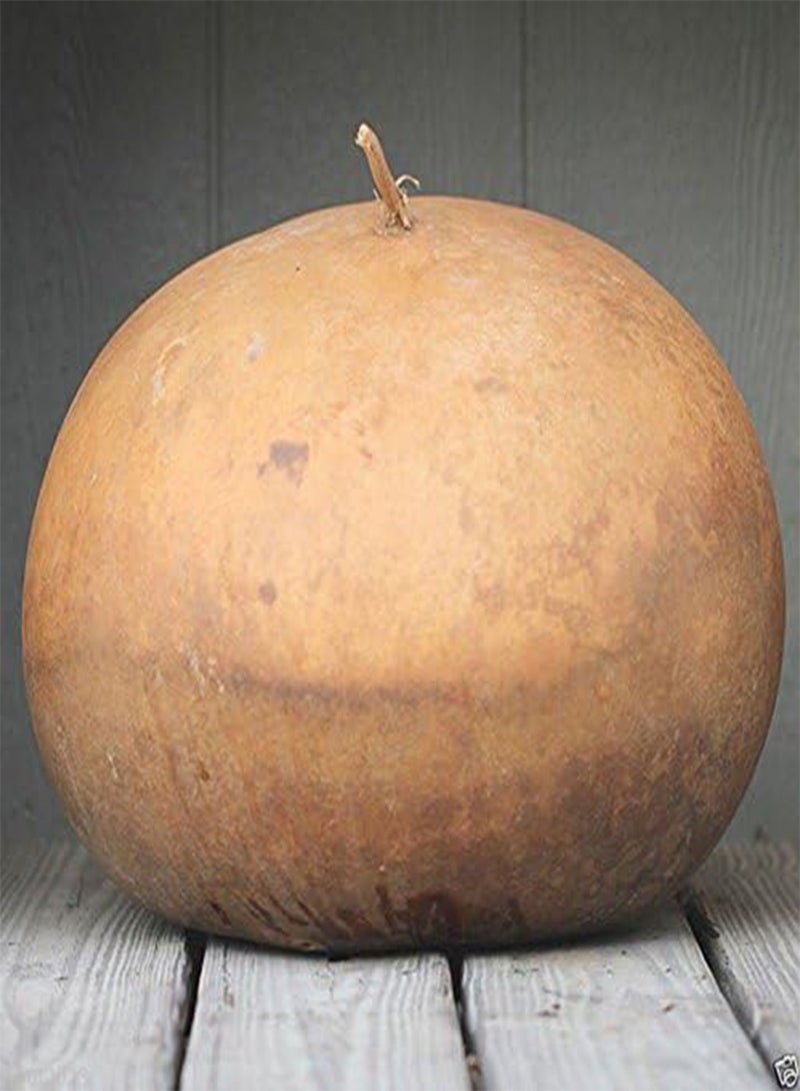GGOOT Gourd Seeds,Fruit up to 10 g,Make large baskets and decorations.(10 Seeds) 