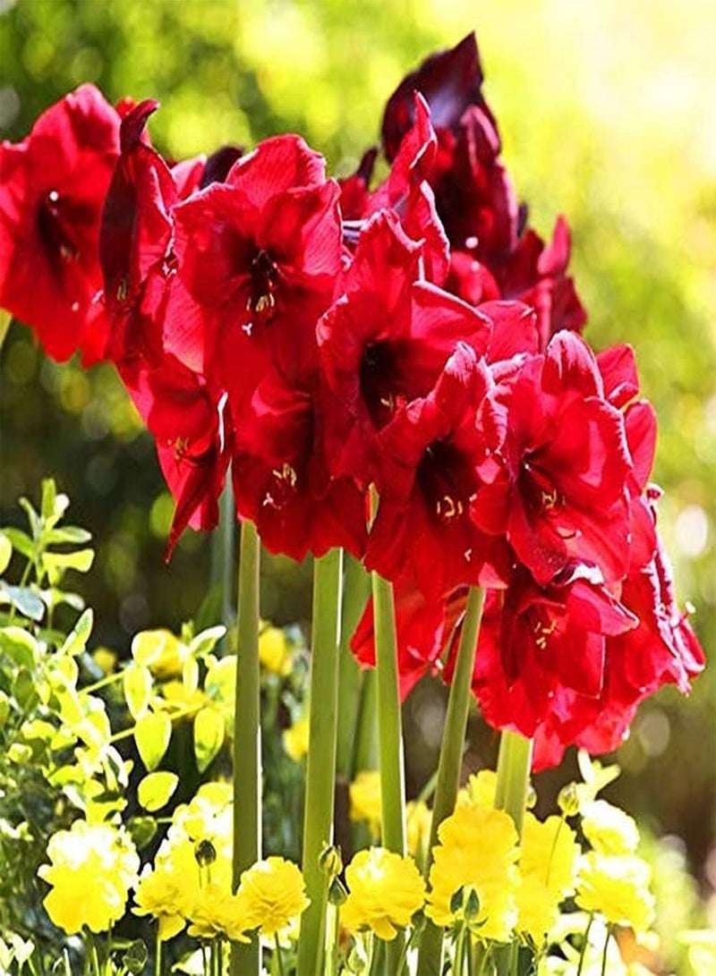 GGOOT 2Pcs Red Amaryllis seeds Upright Growth Gorgeous Garden Courtyard Decoration Hippeastrum Flowers for Year-Round Greenhouse Planting - Image 1