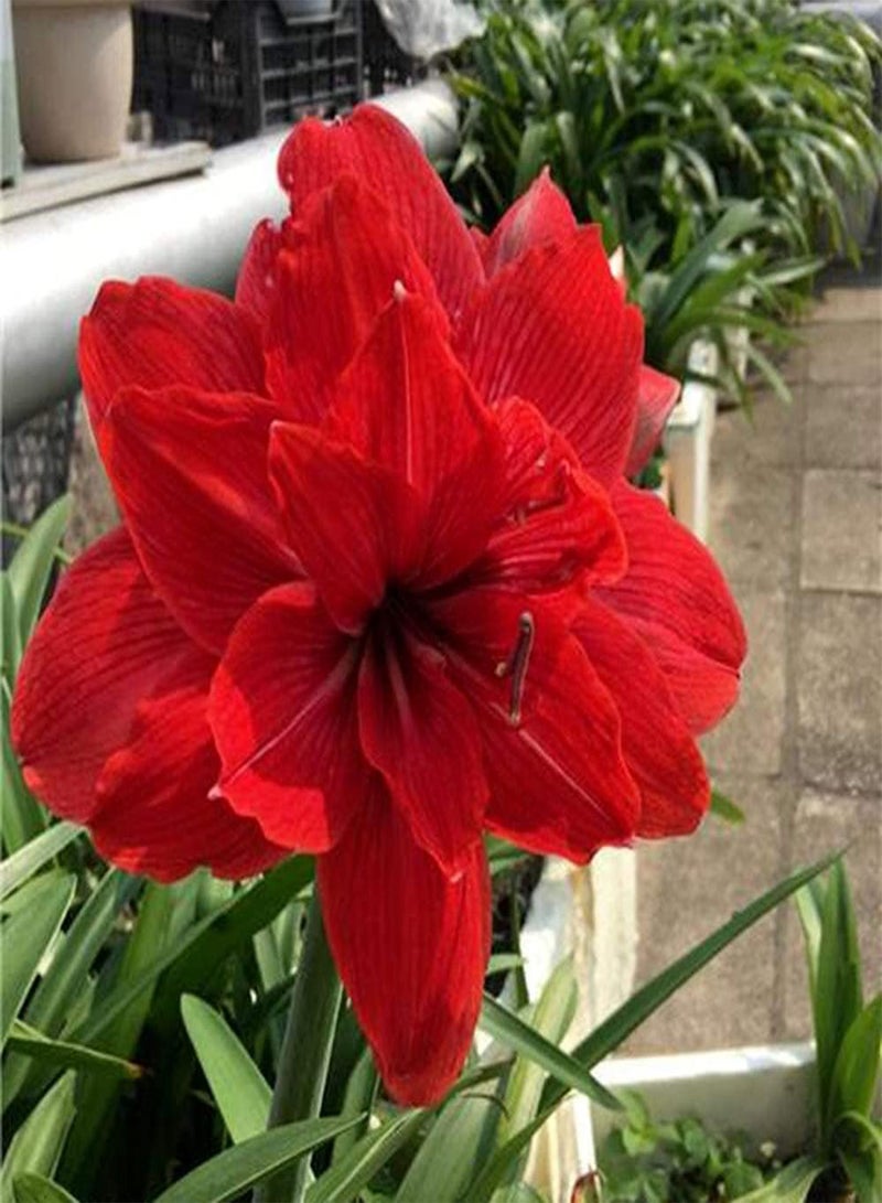 GGOOT 2Pcs Red Amaryllis seeds Upright Growth Gorgeous Garden Courtyard Decoration Hippeastrum Flowers for Year-Round Greenhouse Planting - Image 2