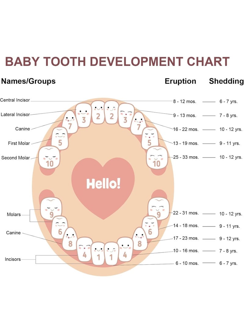 SOLARAE Carved Wooden Box, Kids Tooth Storage, Tooth Fairy Box for Boys and Girls Wooden Baby Teeth Fairy Holder, Stores Lost Teeth Shed Milk Teeth, Fetal Hair and Umbilical Cord for Baby and Kids - Image 3