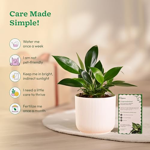 Ugaoo Philodendron Birkin Plant with Ibiza Pot | Live Plants with Pots | Home Plants Indoor with Pot - Image 5