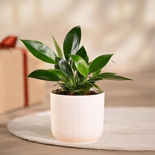 Ugaoo Philodendron Birkin Plant with Ibiza Pot | Live Plants with Pots | Home Plants Indoor with Pot - Image 1