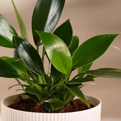 Ugaoo Philodendron Birkin Plant with Ibiza Pot | Live Plants with Pots | Home Plants Indoor with Pot - Image 4