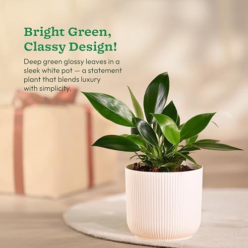 Ugaoo Philodendron Birkin Plant with Ibiza Pot | Live Plants with Pots | Home Plants Indoor with Pot - Image 3