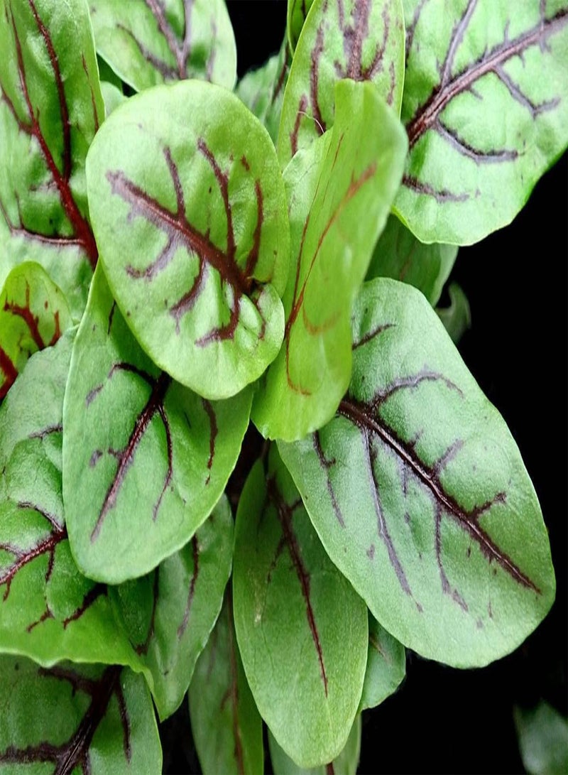 جي جوت بذور عشبة حميض الوريد الأحمر عشبة حميض الوريد الأحمر عشبة حميض الوريد الأحمر × 500 بذرة - Image 1