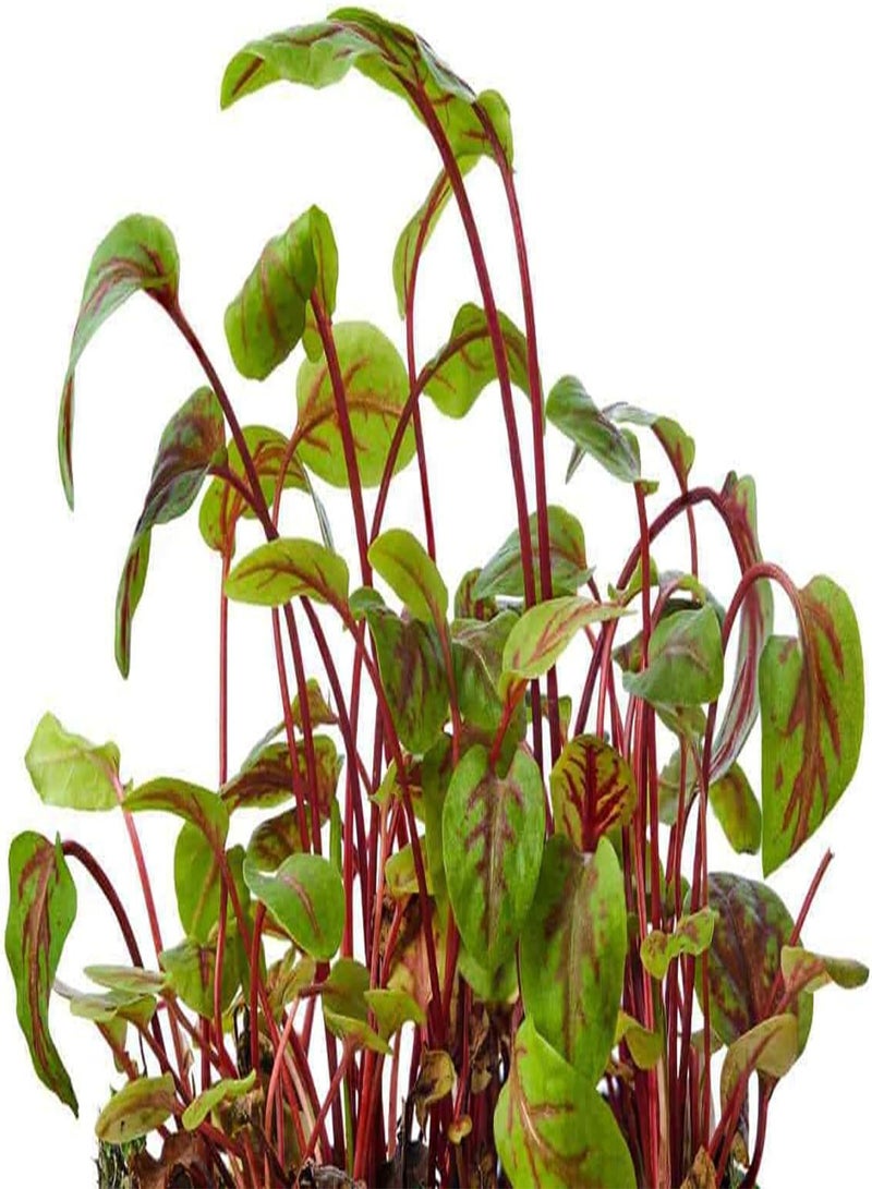 جي جوت بذور عشبة حميض الوريد الأحمر عشبة حميض الوريد الأحمر عشبة حميض الوريد الأحمر × 500 بذرة - Image 2