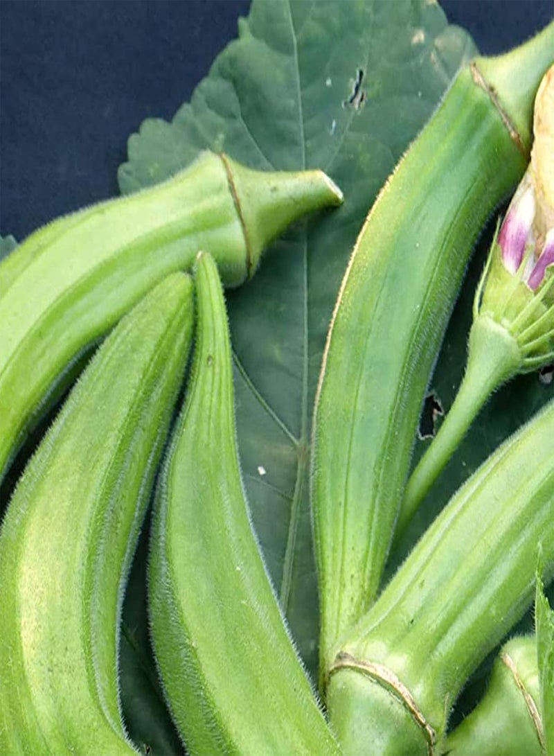 50Pcs/Bag of Okra Seeds High Germination Rate Easy to Grow Non-GMO Succulent Perennial Vegetable Seeds for Garden Home Farming Okra Seeds One Size