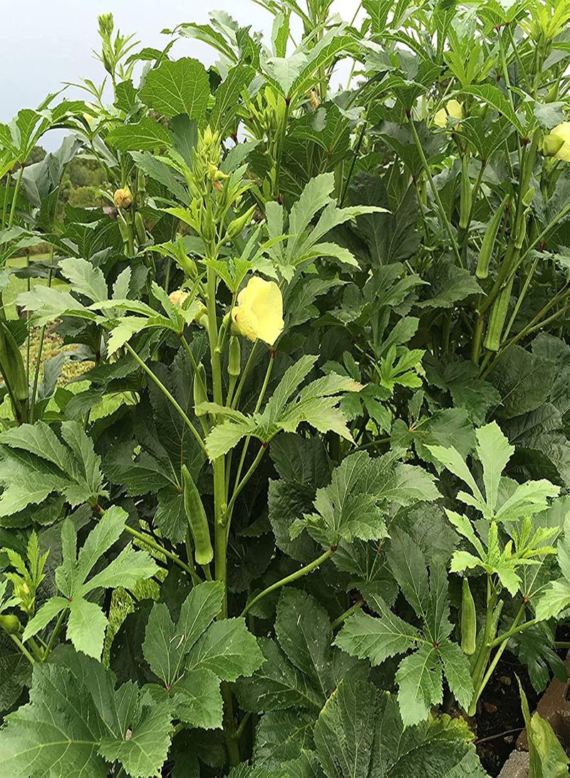 50Pcs/Bag of Okra Seeds High Germination Rate Easy to Grow Non-GMO Succulent Perennial Vegetable Seeds for Garden Home Farming Okra Seeds One Size