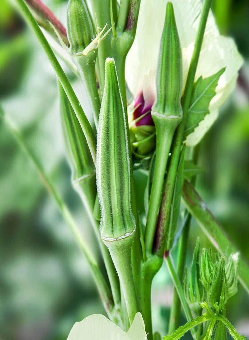 50Pcs/Bag of Okra Seeds High Germination Rate Easy to Grow Non-GMO Succulent Perennial Vegetable Seeds for Garden Home Farming Okra Seeds One Size