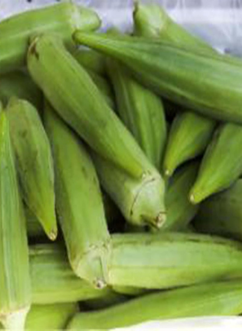 50Pcs/Bag of Okra Seeds High Germination Rate Easy to Grow Non-GMO Succulent Perennial Vegetable Seeds for Garden Home Farming Okra Seeds One Size