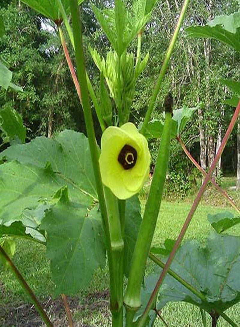 50Pcs/Bag of Okra Seeds High Germination Rate Easy to Grow Non-GMO Succulent Perennial Vegetable Seeds for Garden Home Farming Okra Seeds One Size