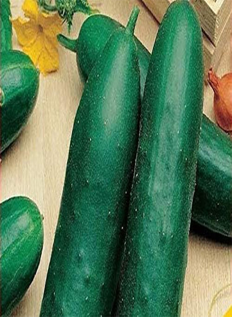 جي جوت بذور الخيار المسوق ميزو لونجو