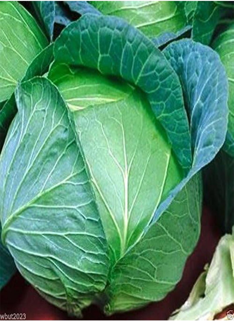 GGOOT - Cabbage Seeds - 'Danish Ballhead' (100 Seed) Excellent All Purpose Cabbage. - Image 1