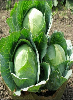 Cabbage Seeds - 'Danish Ballhead' (100 Seed) Excellent All Purpose Cabbage.