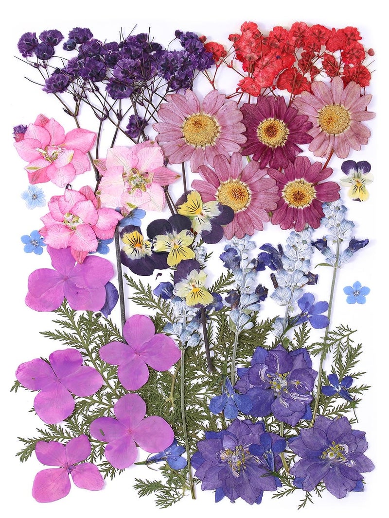 11 Types 46pcs Real Dried Pressed Flowers Leaf Plant Herbarium for DIY Resin Jewelry Making Floral Decors Purple