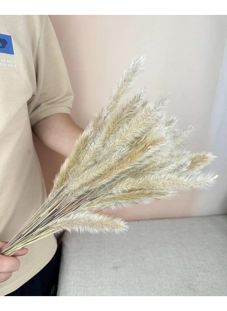 Generic Cat Tails Dried Flowers 30 Pieces  - Image 3