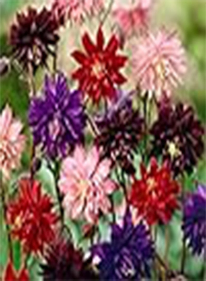 GGOOT 50 Aquilegia Vulgaris Stellata Nora Barlow Mix Seeds - Grannys Bonnets - 50 Seeds
