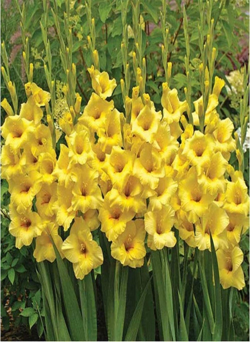 جي جوت 10 قطع من الروائح الكريهة المنعشة Aroma Knolle mehrjährige pflegeleichte Einstiegssorte for den Hausgarten Einfach zu pflanzen - Image 2