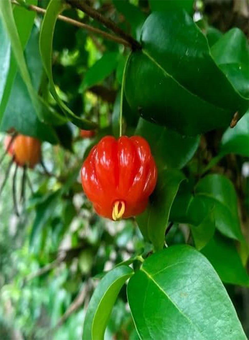 جي جوت 85 قطعة من بذور فاكهة سورينام الحمراء - Image 1