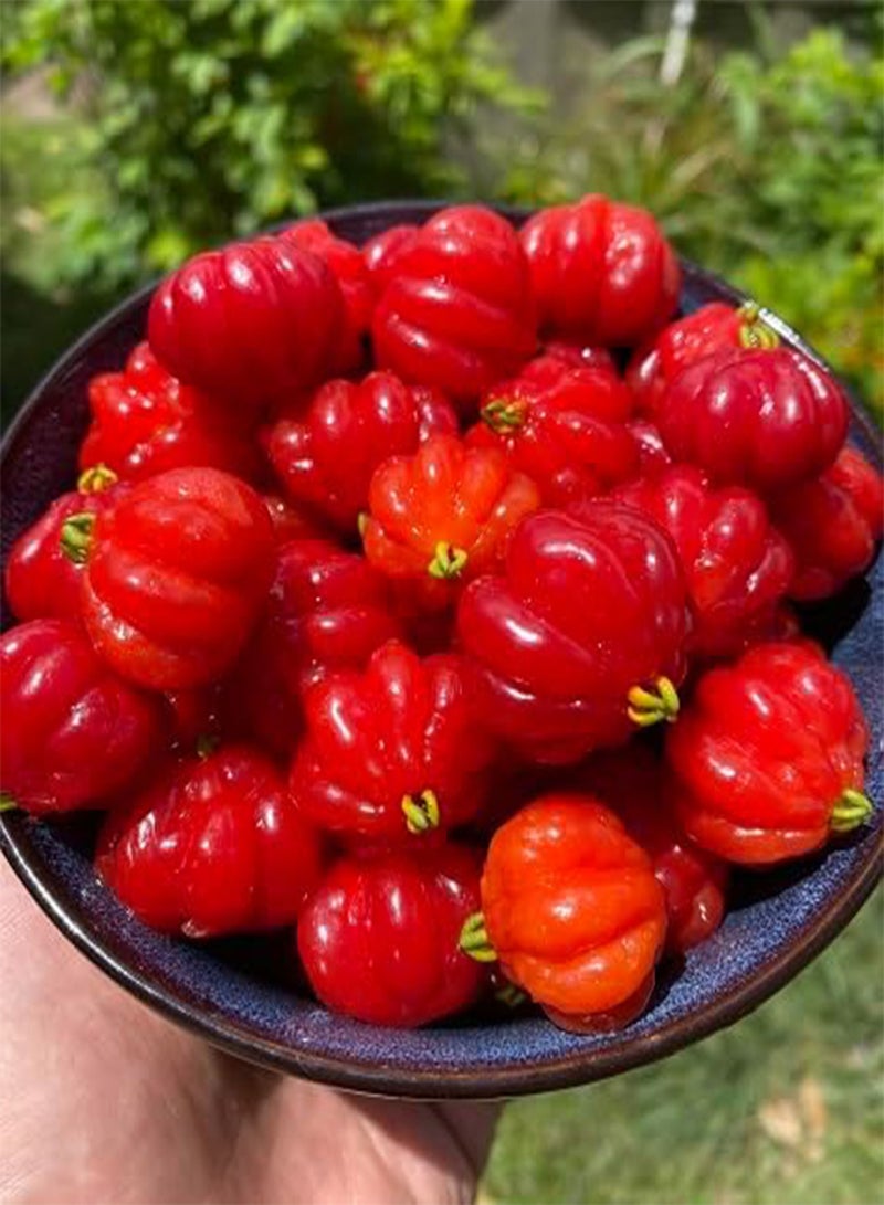 جي جوت 85 قطعة من بذور فاكهة سورينام الحمراء - Image 2