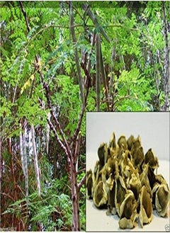 10 Seeds Moringa Seeds-drumstick Tree, Tree of Life or The Miracles Tree-Moringa Oleifera