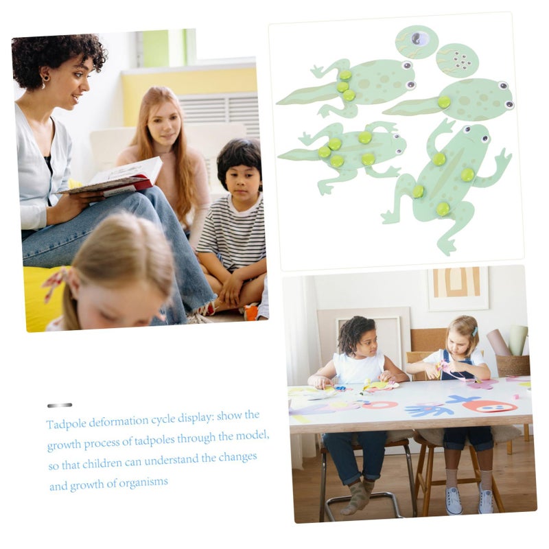 Frog Life Cycle Growth Model Kit Educational Science Experiment Toy for Preschool Kindergarten Students - Image 4