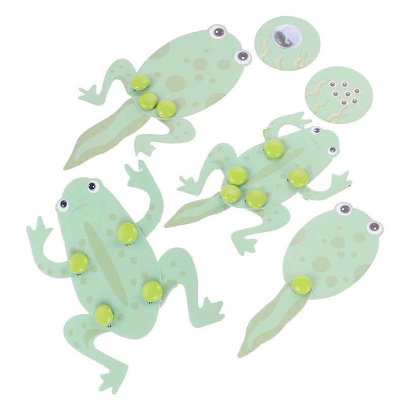 Frog Life Cycle Growth Model Kit Educational Science Experiment Toy for Preschool Kindergarten Students - Image 2