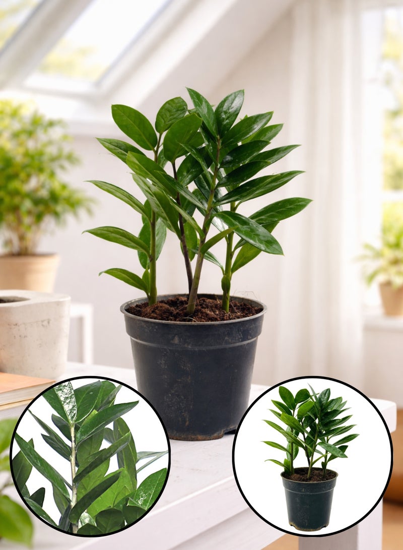 PLANT ZZ Plant (Zamioculcas Zamiifolia) 30 cm Live Indoor Plant | Low Maintenance Air Purifying Houseplant | Glossy Green Decorative Plant for Home & Office - Image 1