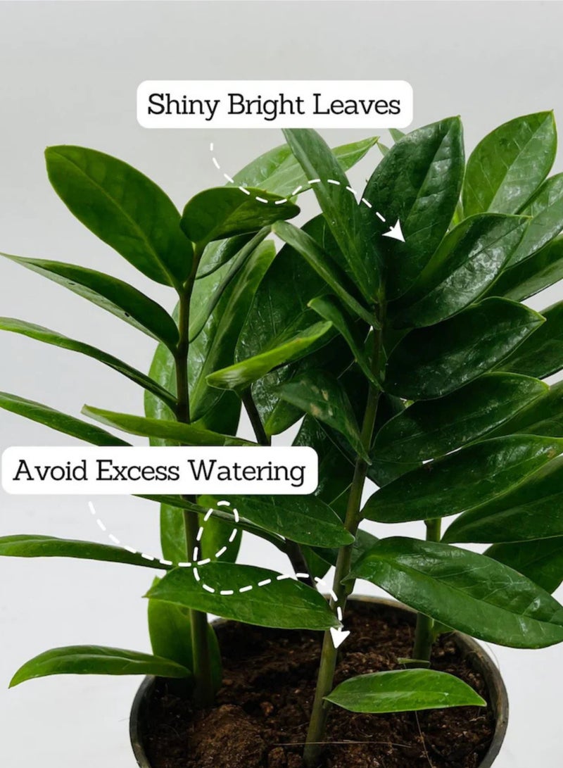 PLANT ZZ Plant (Zamioculcas Zamiifolia) 30 cm Live Indoor Plant | Low Maintenance Air Purifying Houseplant | Glossy Green Decorative Plant for Home & Office - Image 4