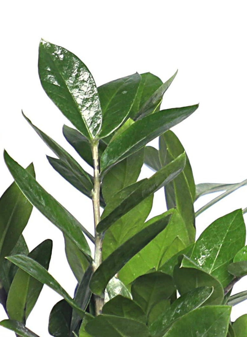 PLANT ZZ Plant (Zamioculcas Zamiifolia) 30 cm Live Indoor Plant | Low Maintenance Air Purifying Houseplant | Glossy Green Decorative Plant for Home & Office - Image 3