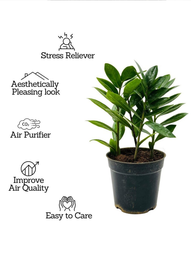 PLANT ZZ Plant (Zamioculcas Zamiifolia) 30 cm Live Indoor Plant | Low Maintenance Air Purifying Houseplant | Glossy Green Decorative Plant for Home & Office - Image 5