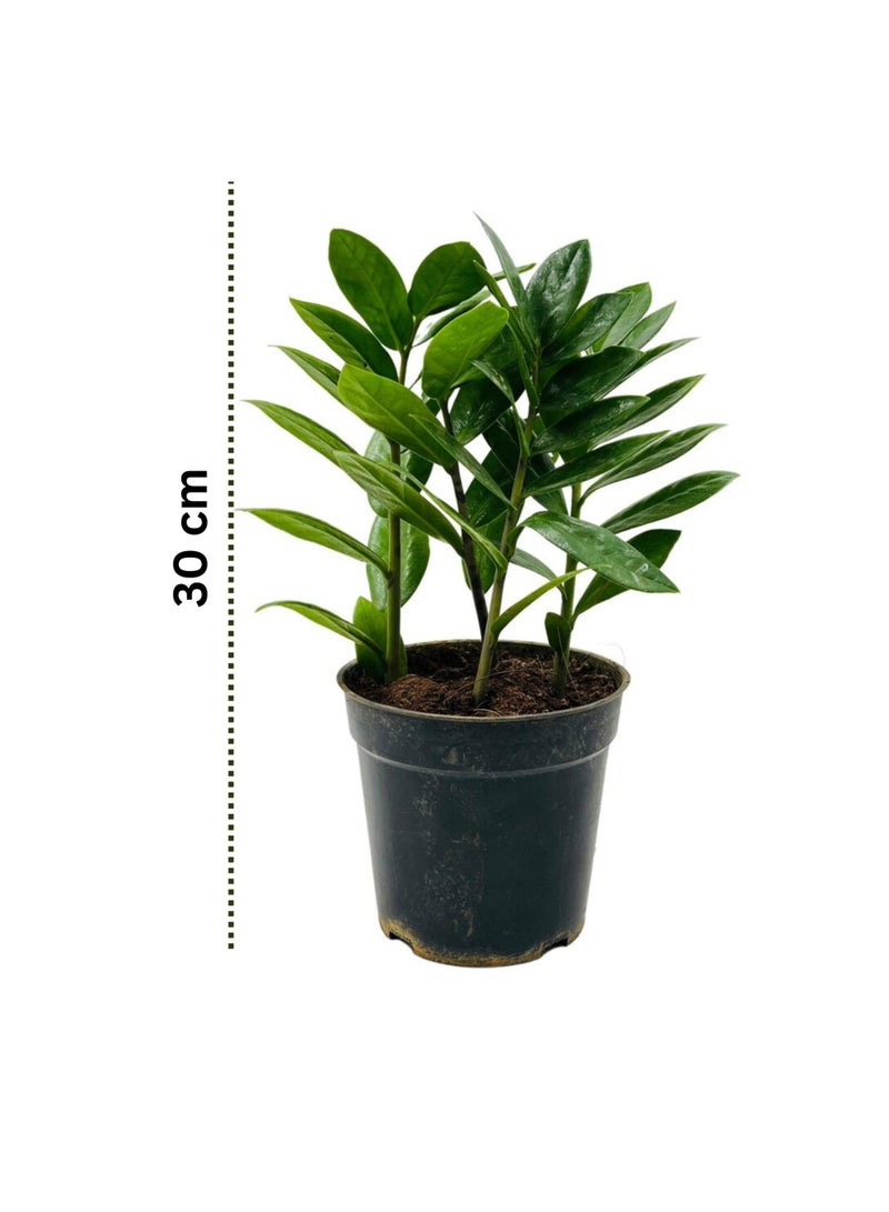 PLANT ZZ Plant (Zamioculcas Zamiifolia) 30 cm Live Indoor Plant | Low Maintenance Air Purifying Houseplant | Glossy Green Decorative Plant for Home & Office - Image 2