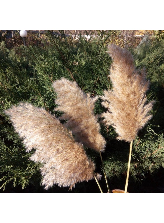 SREED 20 Pcs 23 Inch Tall Fluffy Pampas Grass XL Size Brown Dry Pompous Grass Decor Wedding Flower Boho Decor Natural Pompas Flower Bouquet (Brown, 23 inch) - Image 1