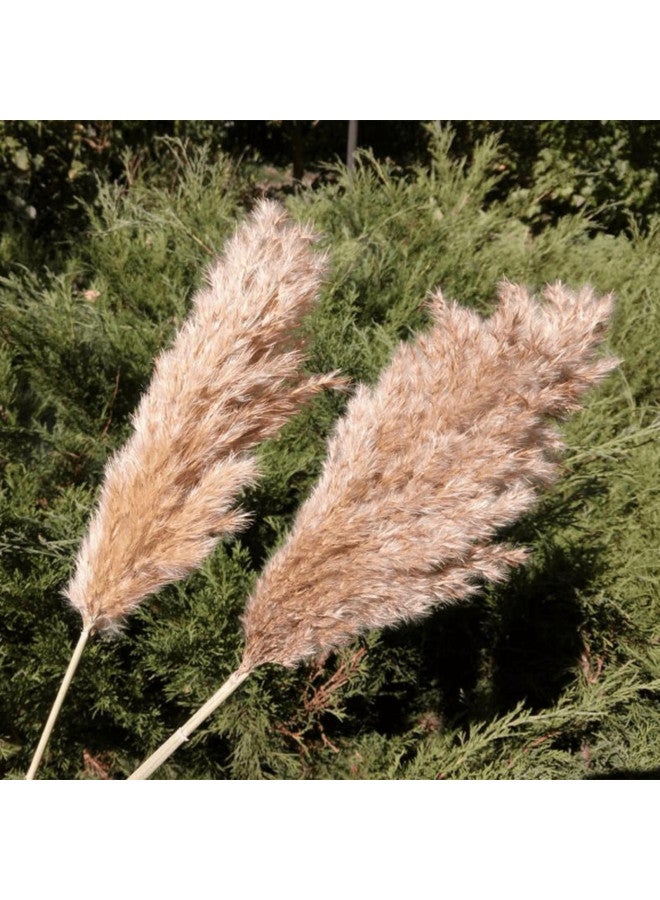 SREED 20 Pcs 23 Inch Tall Fluffy Pampas Grass XL Size Brown Dry Pompous Grass Decor Wedding Flower Boho Decor Natural Pompas Flower Bouquet (Brown, 23 inch) - Image 2