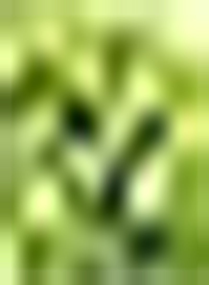 GGOOT 20Stück grüne Traubenkerne die im Freien gepflanzt Werden Sorten mit hoher Keimrate erfordern Nicht viel Pflege geeignet für Anfänger die sehr beliebt sind - Image 2