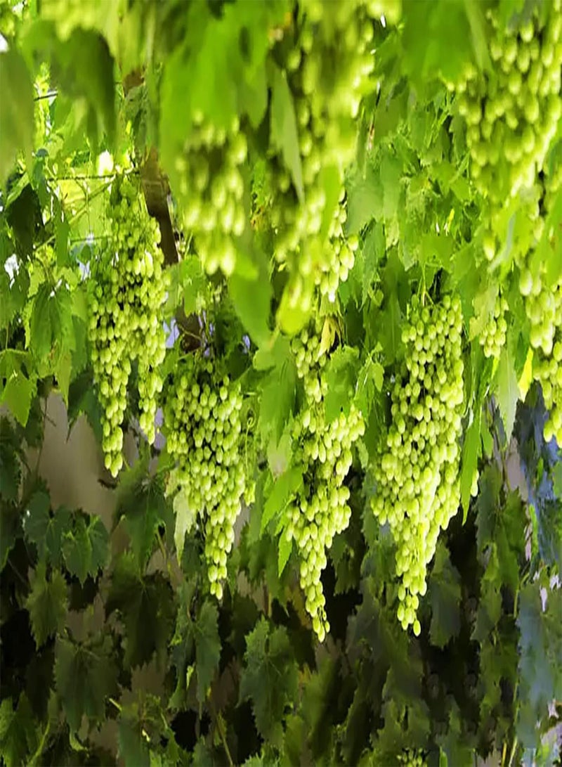 GGOOT 20Stück grüne Traubenkerne die im Freien gepflanzt Werden Sorten mit hoher Keimrate erfordern Nicht viel Pflege geeignet für Anfänger die sehr beliebt sind - Image 1