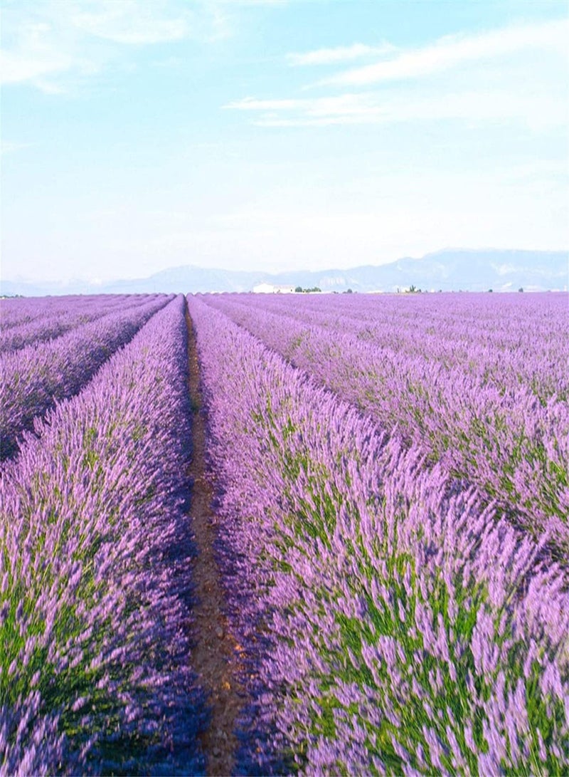 GGOOT Lavender Seeds/Garden Collection Gift/Fragrance Potted/Cute Pop Flower/Perennial Herb/Heirloom Garden Seeds-500pcs - Image 2