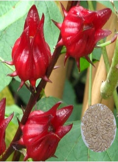 GGOOT 200Pcs Roselle Seeds Garden Yard Easy Growing Reduce Blood Pressure Herb Plant - Roselle Seeds - Flower Seeds Vegetable Seeds Fruit Seeds Garden Plant Seeds  - Image 1