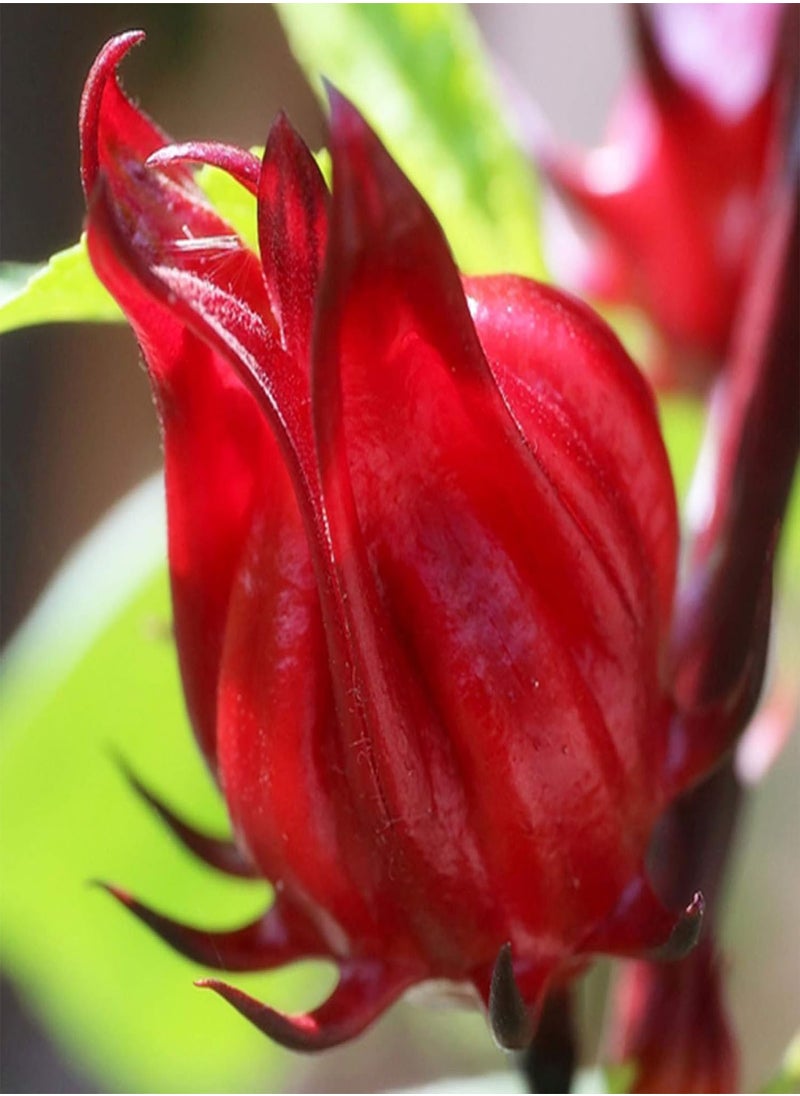 GGOOT 200Pcs Roselle Seeds Garden Yard Easy Growing Reduce Blood Pressure Herb Plant - Roselle Seeds - Flower Seeds Vegetable Seeds Fruit Seeds Garden Plant Seeds  - Image 4