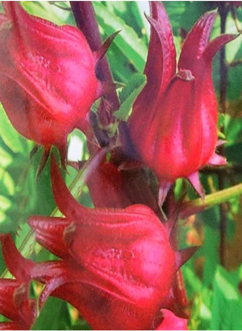 GGOOT 200Pcs Roselle Seeds Garden Yard Easy Growing Reduce Blood Pressure Herb Plant - Roselle Seeds - Flower Seeds Vegetable Seeds Fruit Seeds Garden Plant Seeds  - Image 3