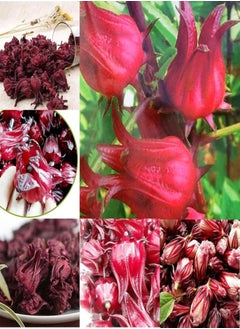 GGOOT 200Pcs Roselle Seeds Garden Yard Easy Growing Reduce Blood Pressure Herb Plant - Roselle Seeds - Flower Seeds Vegetable Seeds Fruit Seeds Garden Plant Seeds  - Image 5
