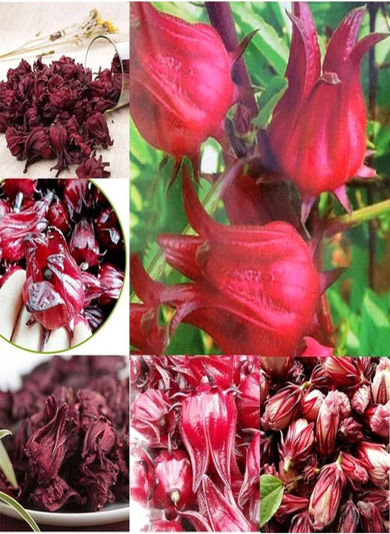 GGOOT 200Pcs Roselle Seeds Garden Yard Easy Growing Reduce Blood Pressure Herb Plant - Roselle Seeds - Flower Seeds Vegetable Seeds Fruit Seeds Garden Plant Seeds  - Image 5