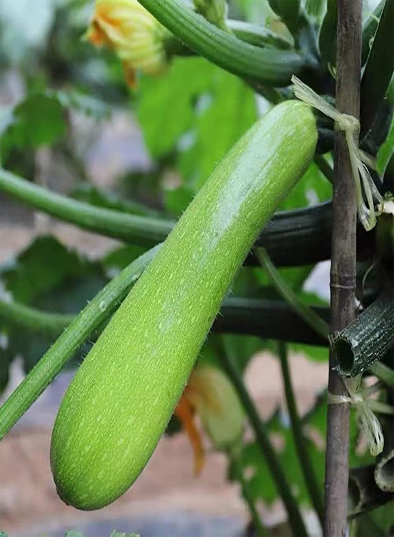 GGOOT 30pcs Courgettezaden Lange cilindrische groentewijnstokgewassen voor boerderijtuin Geniet het Hele jaar Door Van oogstvreugde Populair bij tuinders - Image 2
