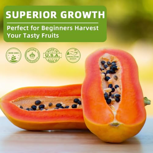 Ficoszo 300+ Mix Heirloom Fruit Seeds Kiwi Fig Papaya Orange Seeds 4 Varieties Individually Packaged for Home Garden - Image 4