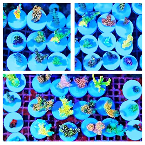 Saricho Ceramic White Coralline Coral frag Plugs Coral frag Base Round 20pc - Image 5