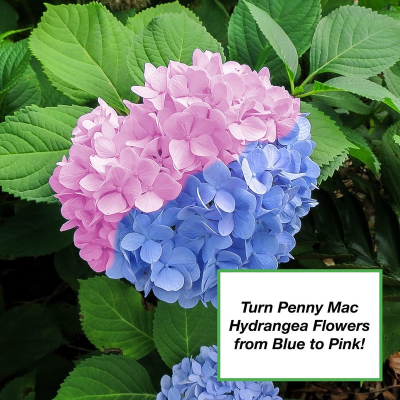PERFECT PLANTS محسن التربة العضوي للنباتات 2Qt | غذاء نباتي قائم على الكبريت | يغير لون زهور الهيدرانجيا (2Qt) - Image 3